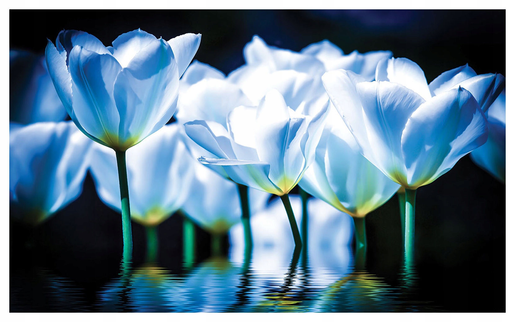 Vliesová fototapeta Modré tulipány Jarní odraz 312x219 lepidlo