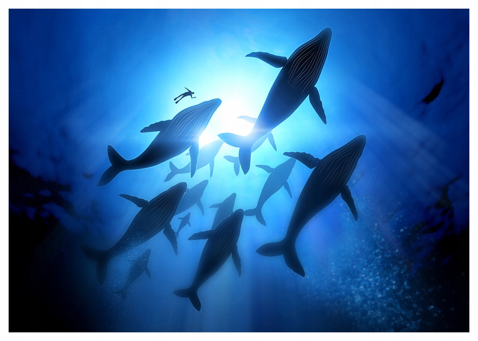 Fototapeta Velryby potápěč a oceánské paprsky v modrém odstínu 416x290 lepidlo