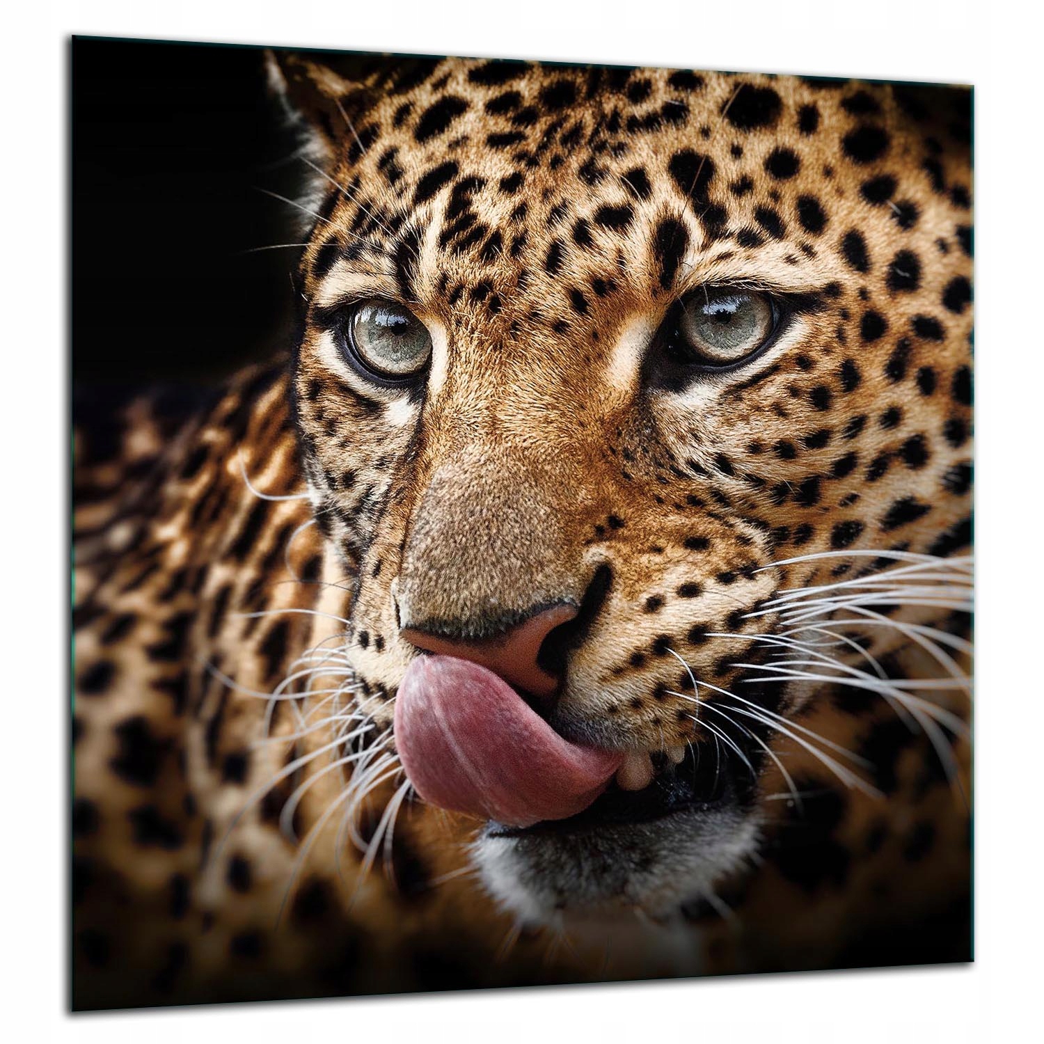 Skleněná Ochranná Deska Panel Lepidlo 60x65 Tygr