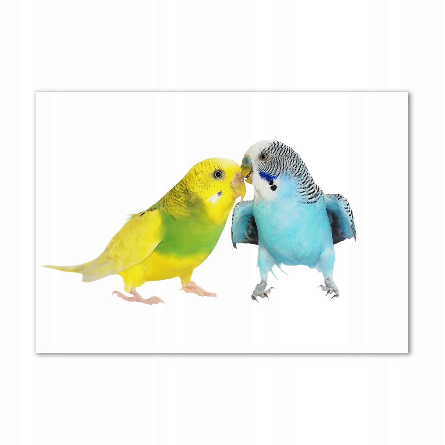 

Fotoobraz na ścianę szklany Papużki faliste 100x70