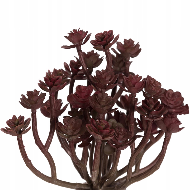 

Gałązka mini Sukulentów Burgundy Roślina Terrarium