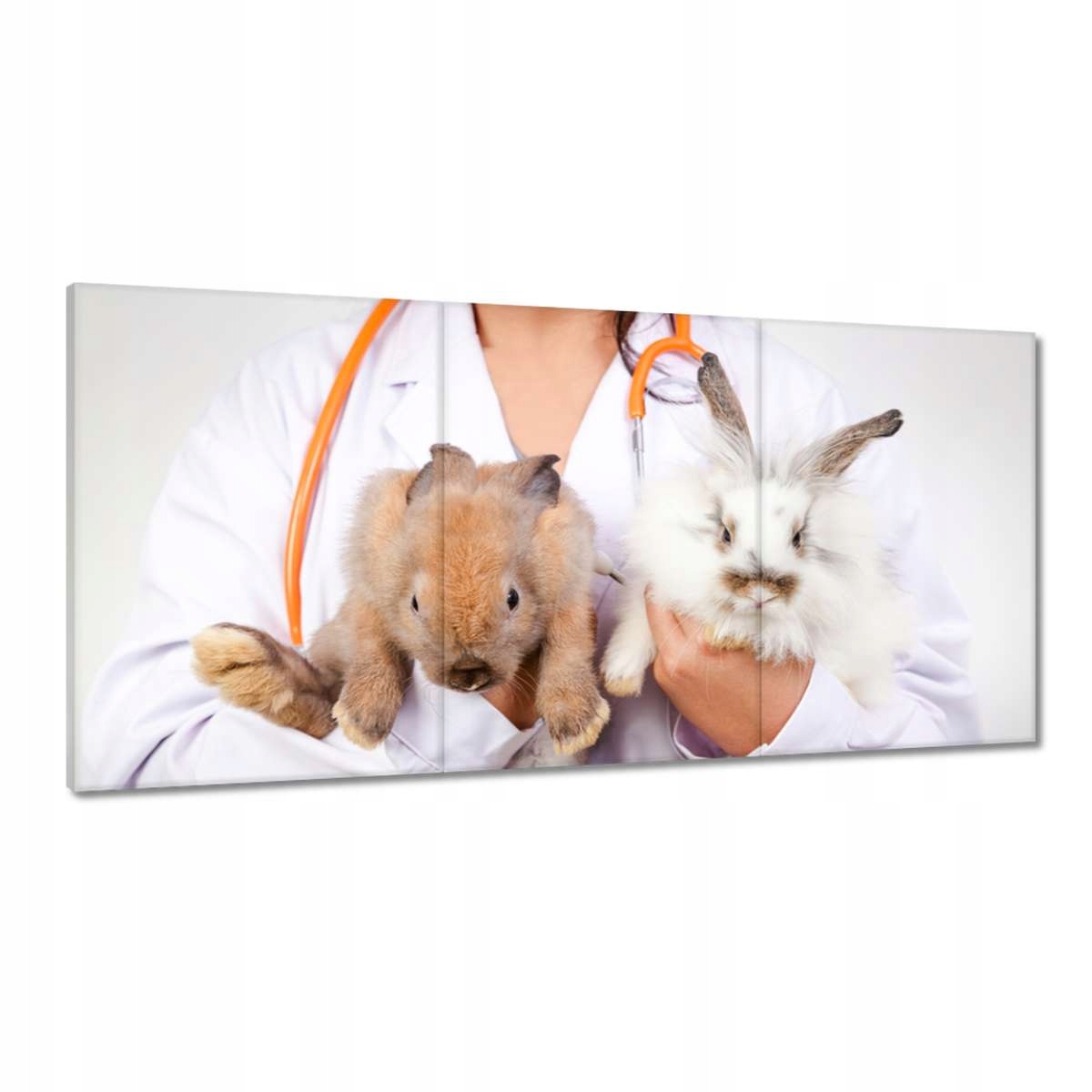 Obrazy 180x90 Veterinár králiky starostlivosť