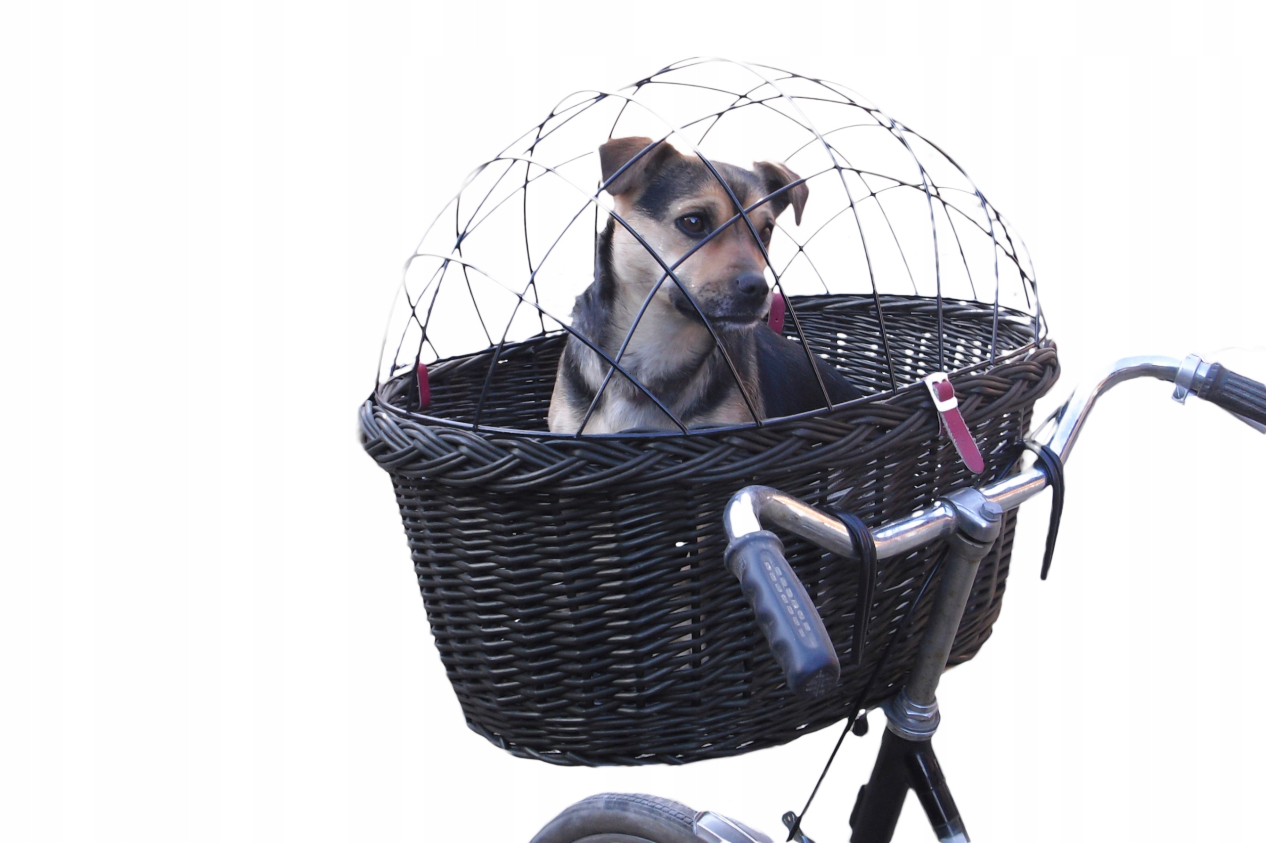 Bardzo Duży Kosz Wiklinowy dla Psa na Rower do 15kg