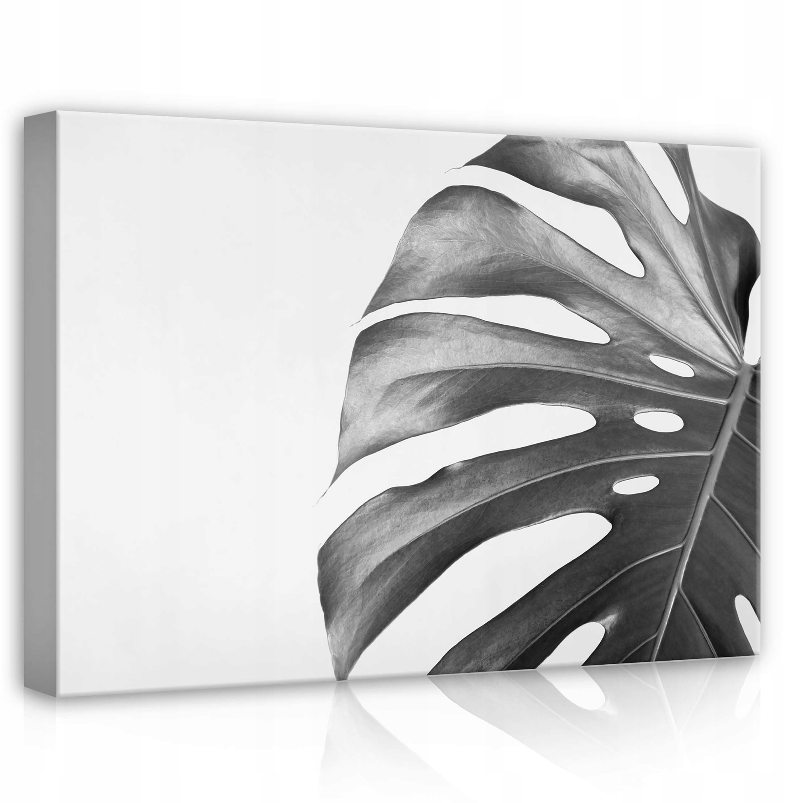 Obraz 70x50 Monstera list botanika příroda minimalismus černá barva bílá stín forma