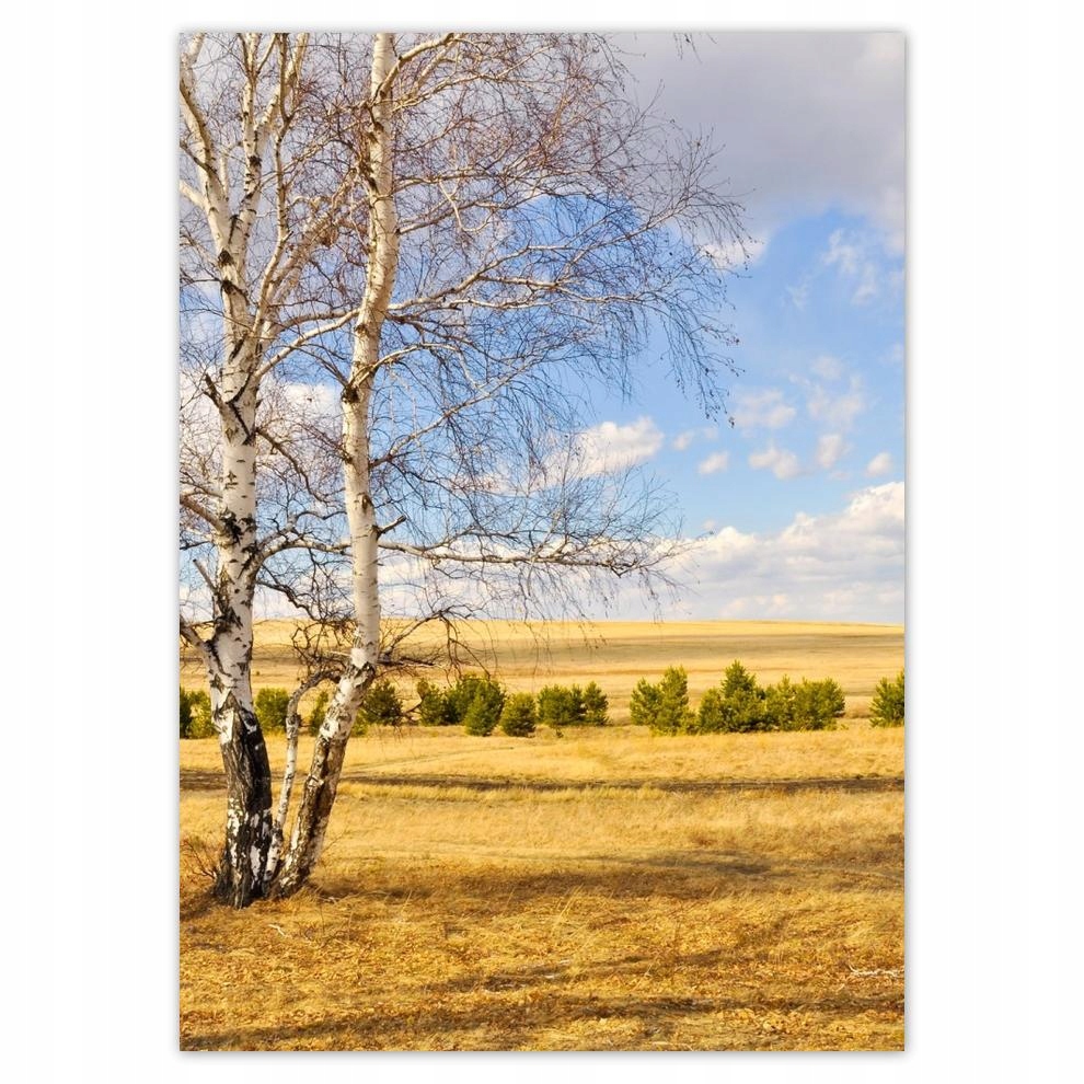

Plakaty 50x70 Brzoza na polu Pejzaż