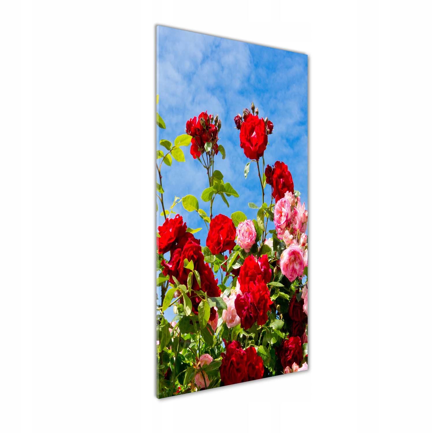 

Foto obraz szkło hartowane Dzika róża 50x125 cm