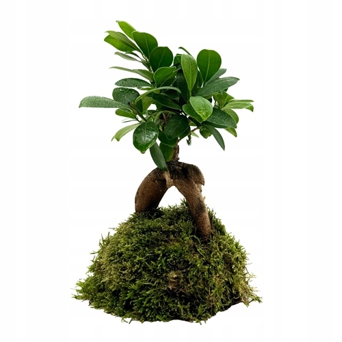 Levně Wio Bonsai Ficus M.Ginsen