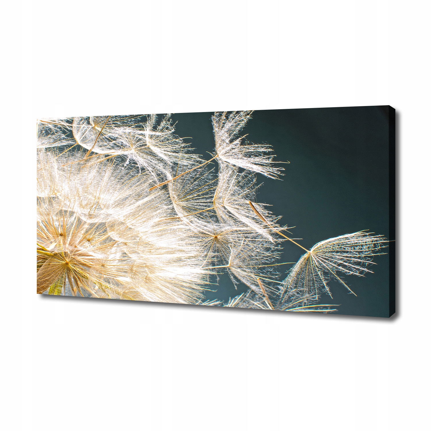 

Foto obraz na płótnie Nasiona dmuchawca 140x70 cm