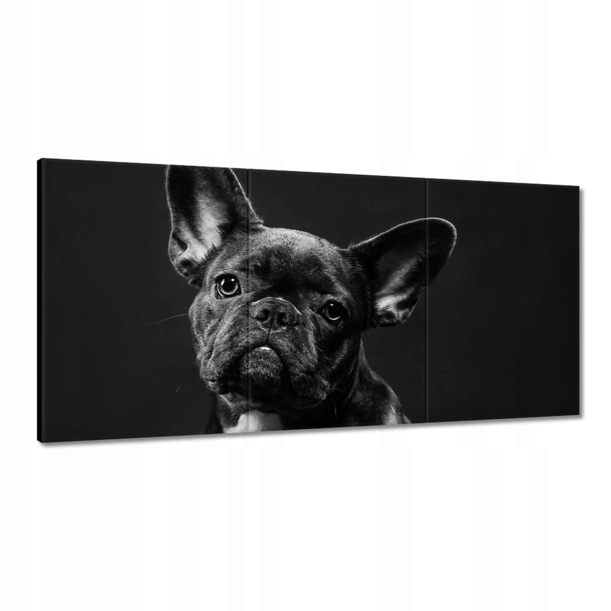 Obrazy 180x90 Čierny francúzsky buldog