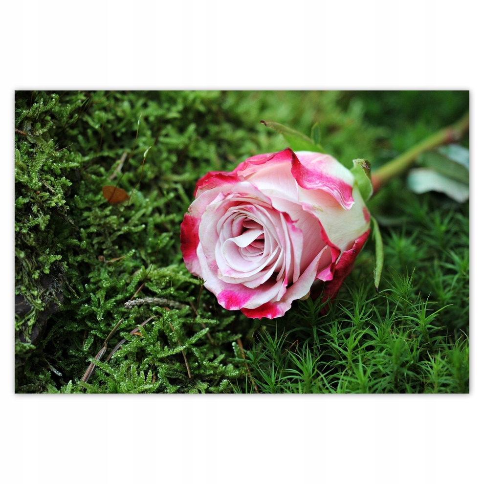 

Plakaty 93x62 Róża Kwiat Kwiaty Róże