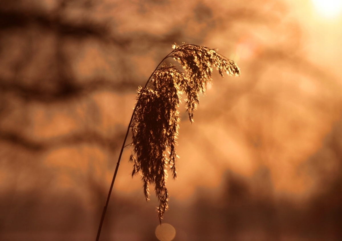 

Tapeta flizelinowa Trzcina Trawa 208x146