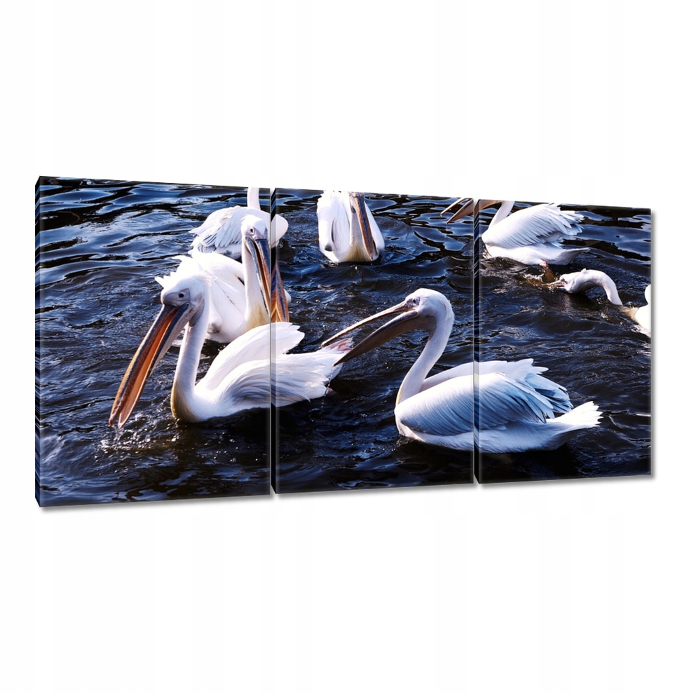 

Obrazy 120x60 Wodne ptaki
