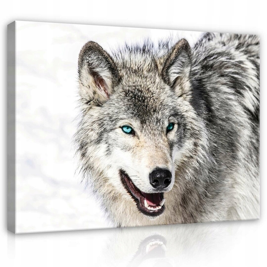 Obraz 100x75 Vlk modré oči divoká příroda zvíře portrét zima sníh