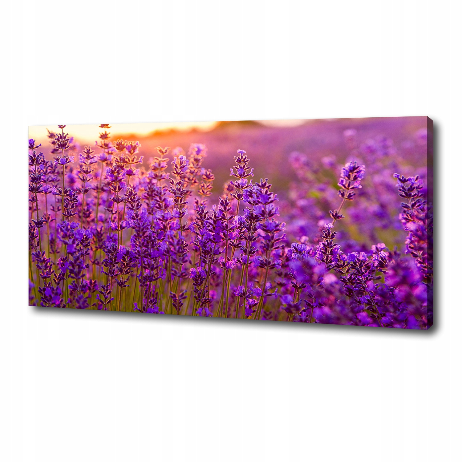 

Foto obraz duży na płótnie Pole lawendy 125x50 cm