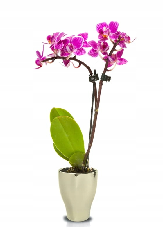 Doniczka Osłonka Wazon Storczyk GOLD GLAMOUR 13 cm Kod producenta 31.096.18