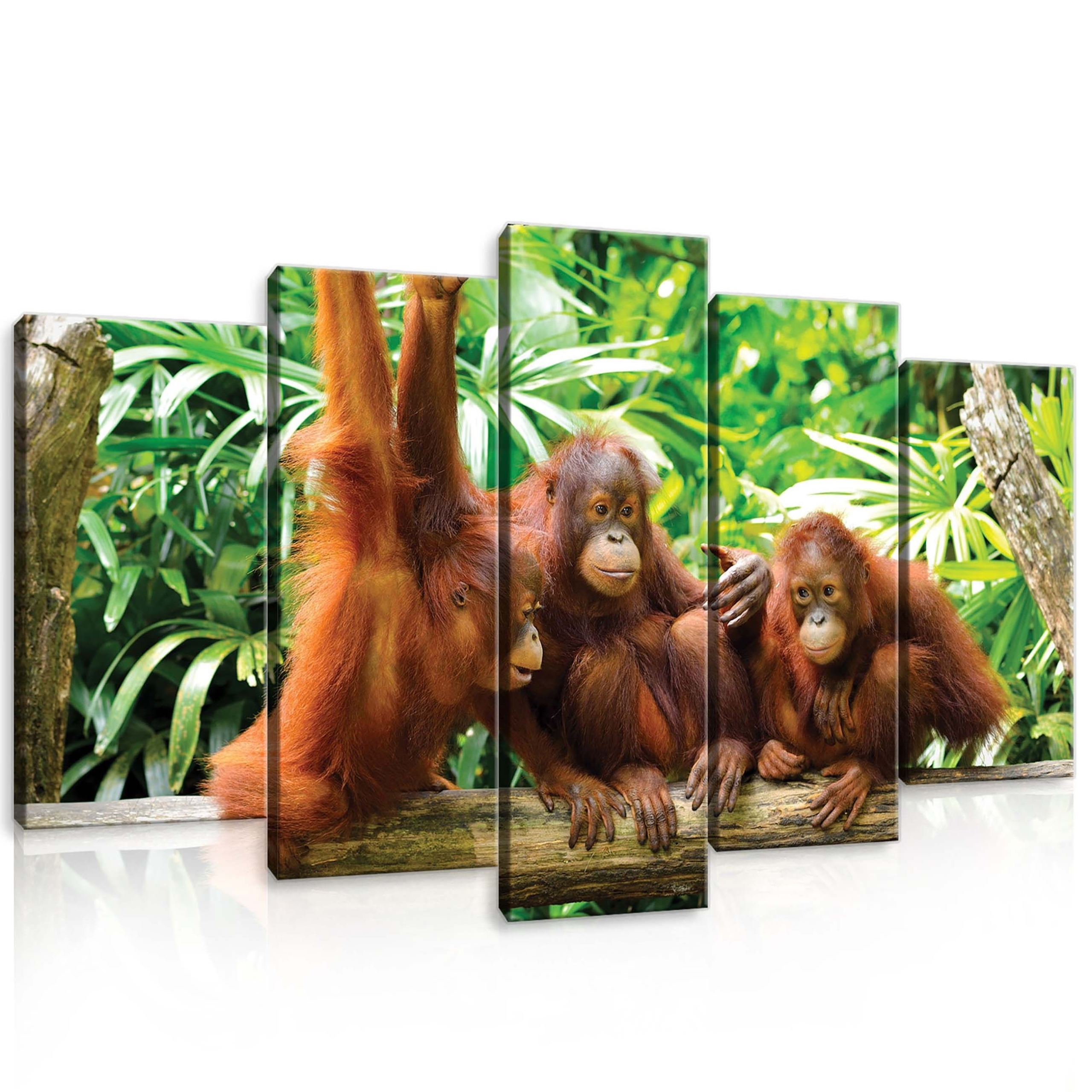 Obraz 100x60 Orangutan rodina džungle tropy příroda klid harmonie