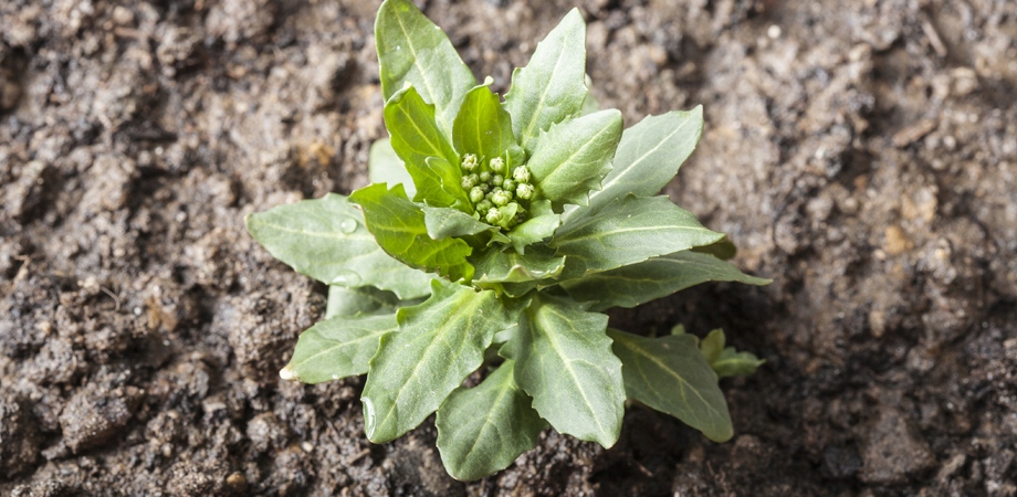 ROUNDUP NA CHWASTY ORYGINALNY BAYER 1L Zastosowanie przeciwko chwastom