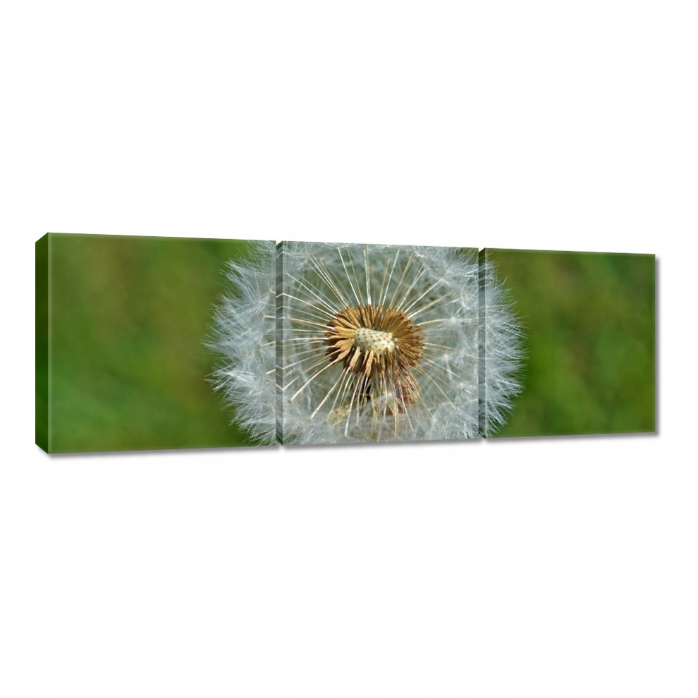 

Obrazy 60x20 Dmuchawiec Kwiat Kwiatki