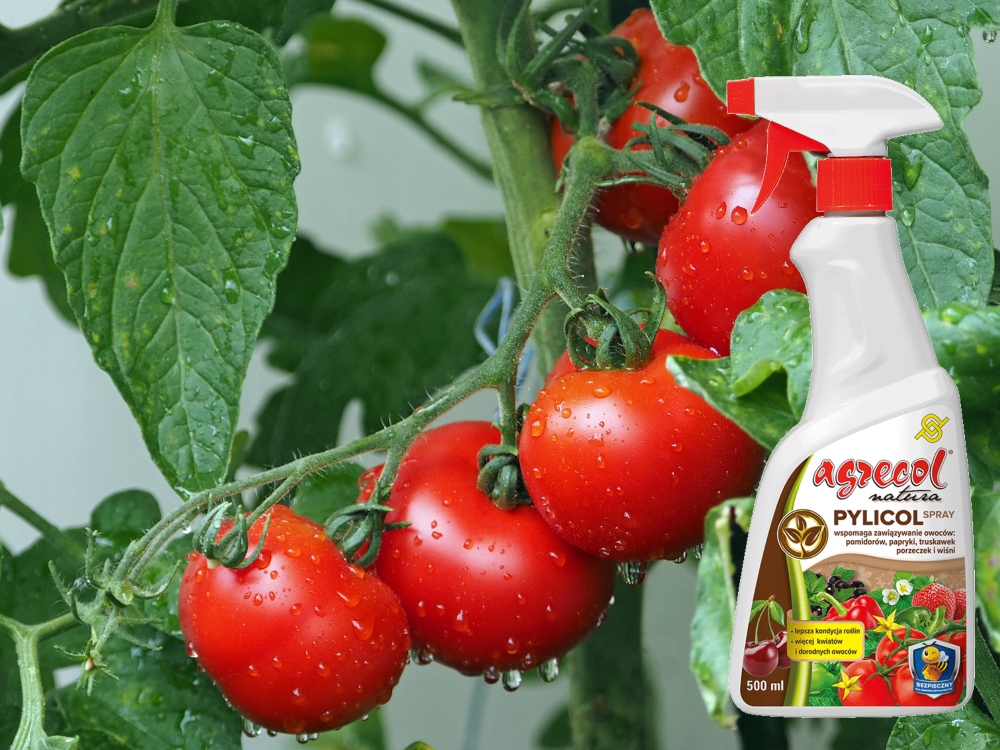 PREPARAT DO ZAPYLANIA POMIDORÓW PAPRYKI TRUSKAWEK Pylicol 500ml Agrecol Producent Agrecol