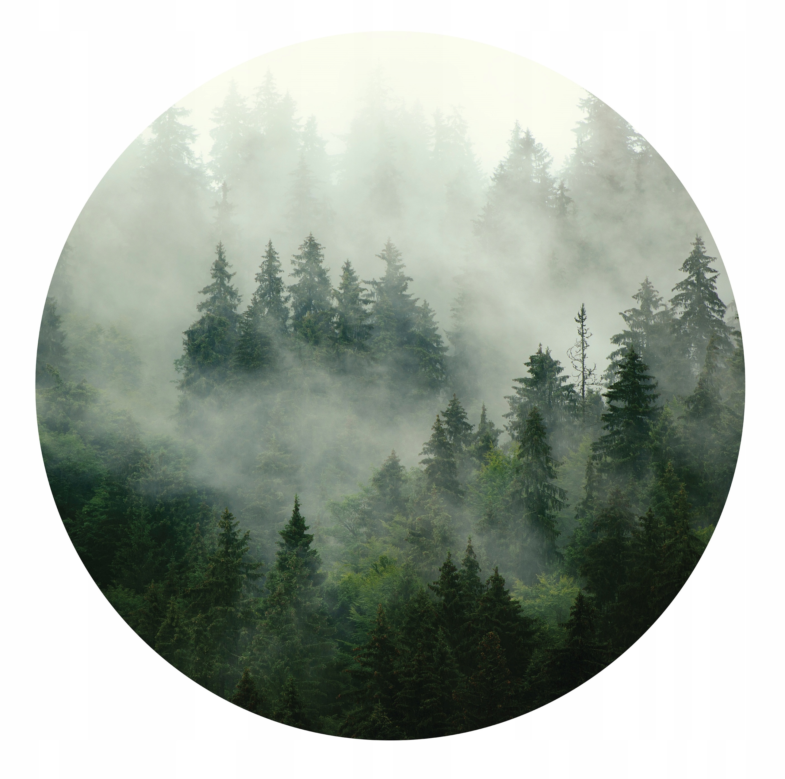 Fototapeta Kulatá za postel Les V Mlze 182x182