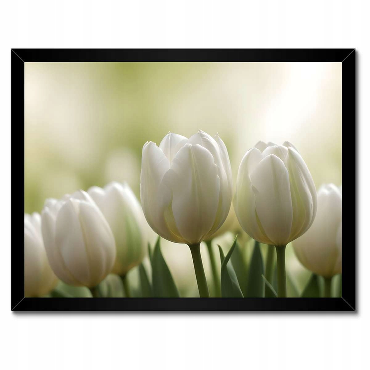 Plakáty v rámu 40x30 Bílé tulipány