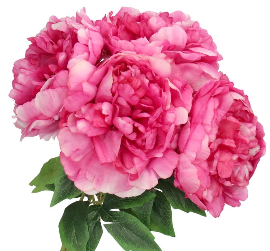 

Bukiet Kwiatów Piwonii Peonii Piwonia Peonia 50CM