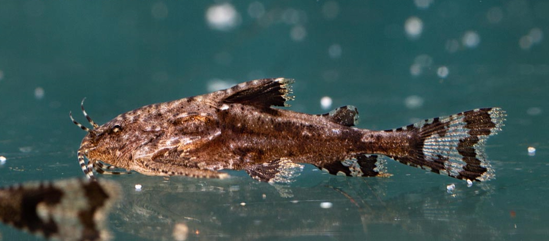 Якорный сом-Хара джердони-маленький Сумик