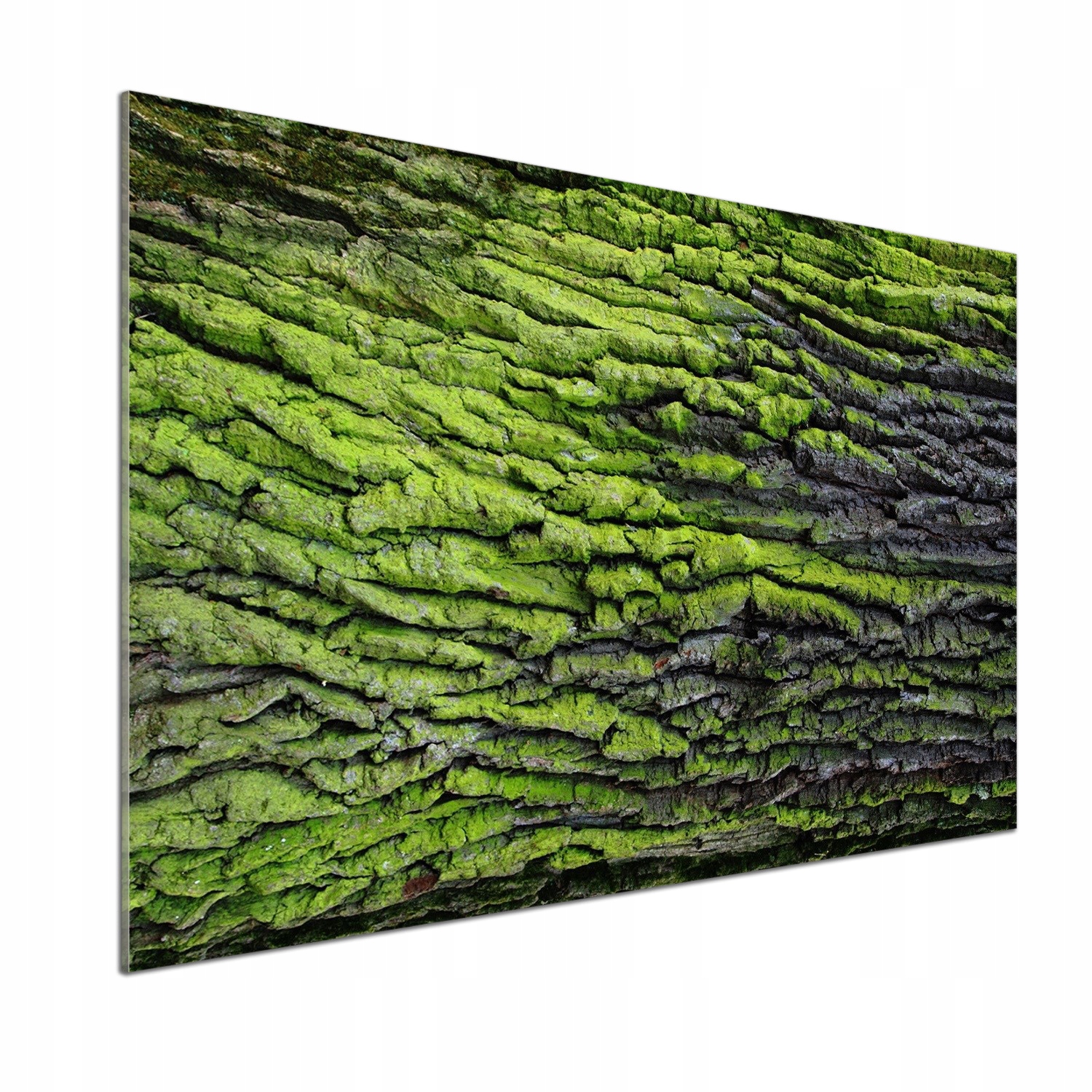 Panel dekor sklo Kôra stromu 100x70 cm Lepidlo