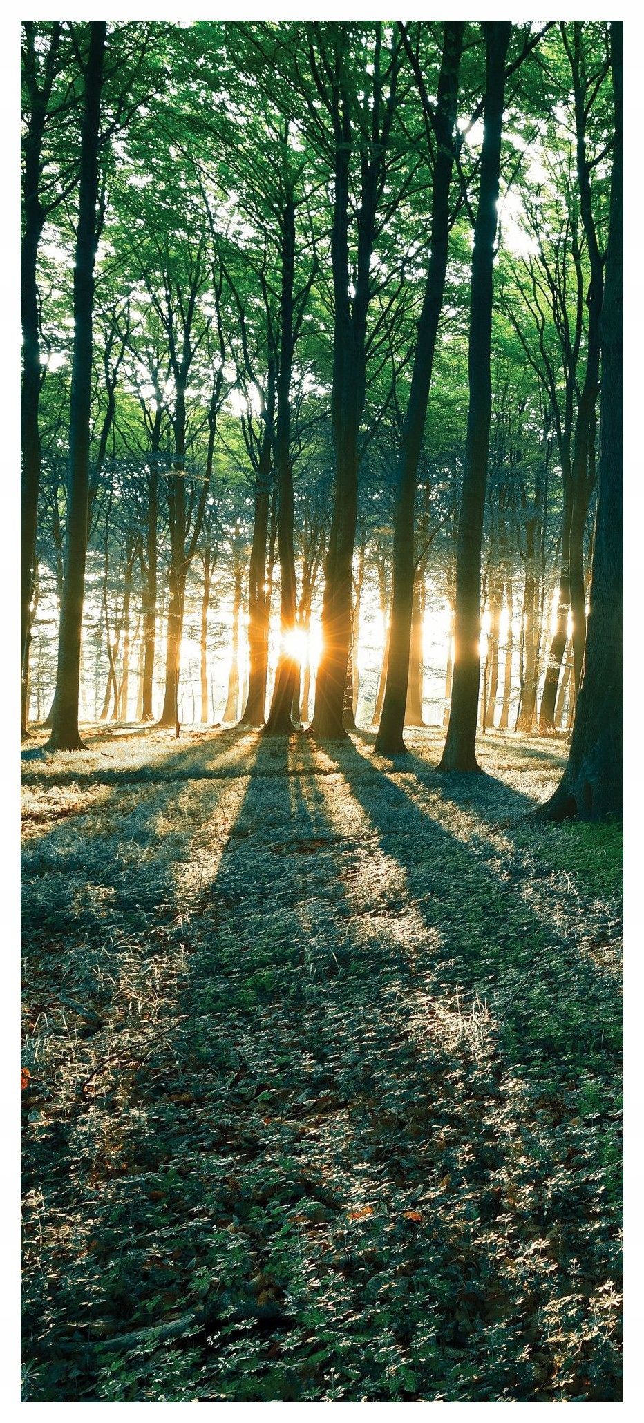 Samolepicí Samolepicí Fototapeta Lesní idylka příroda Slunce klid 91x211