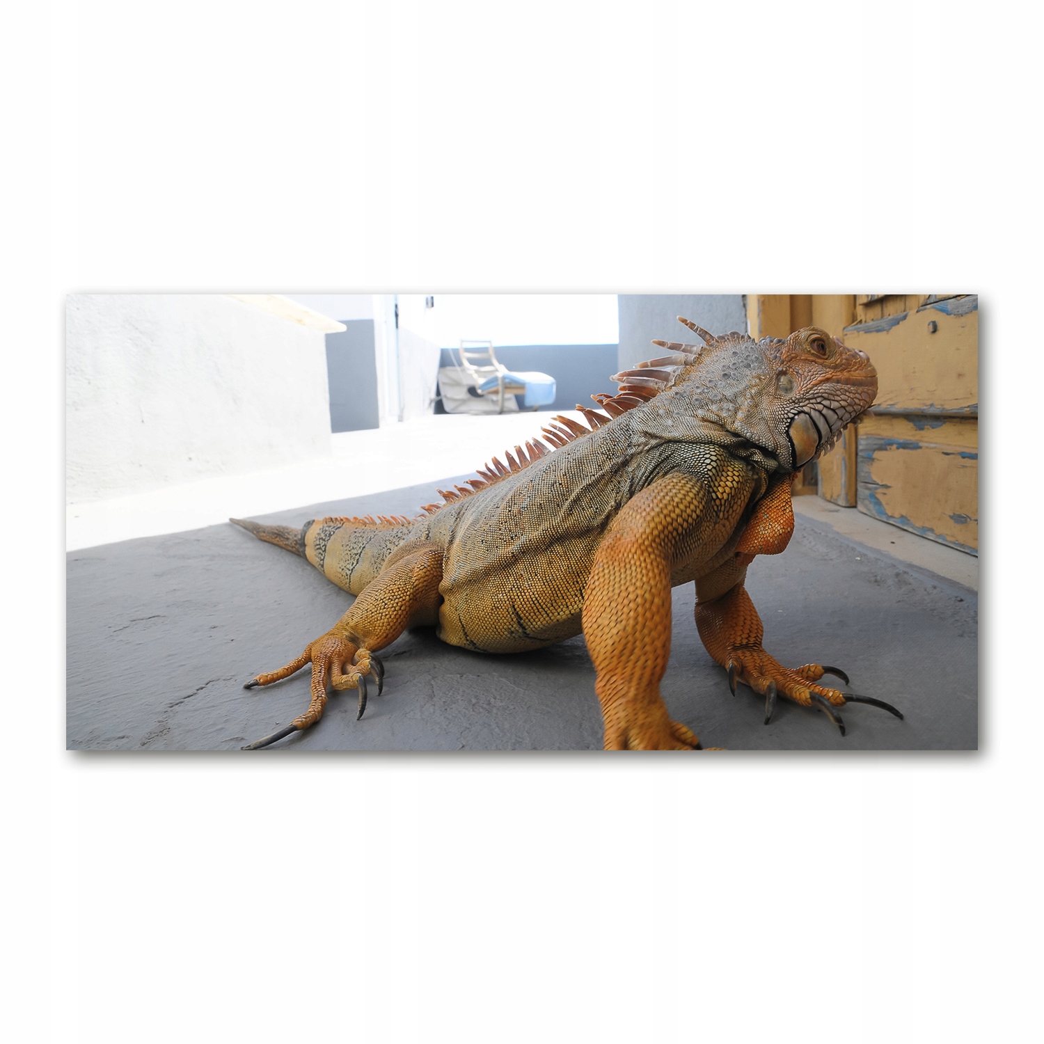 

Foto obraz duży na szkle akrylowym Iguana 120X60cm