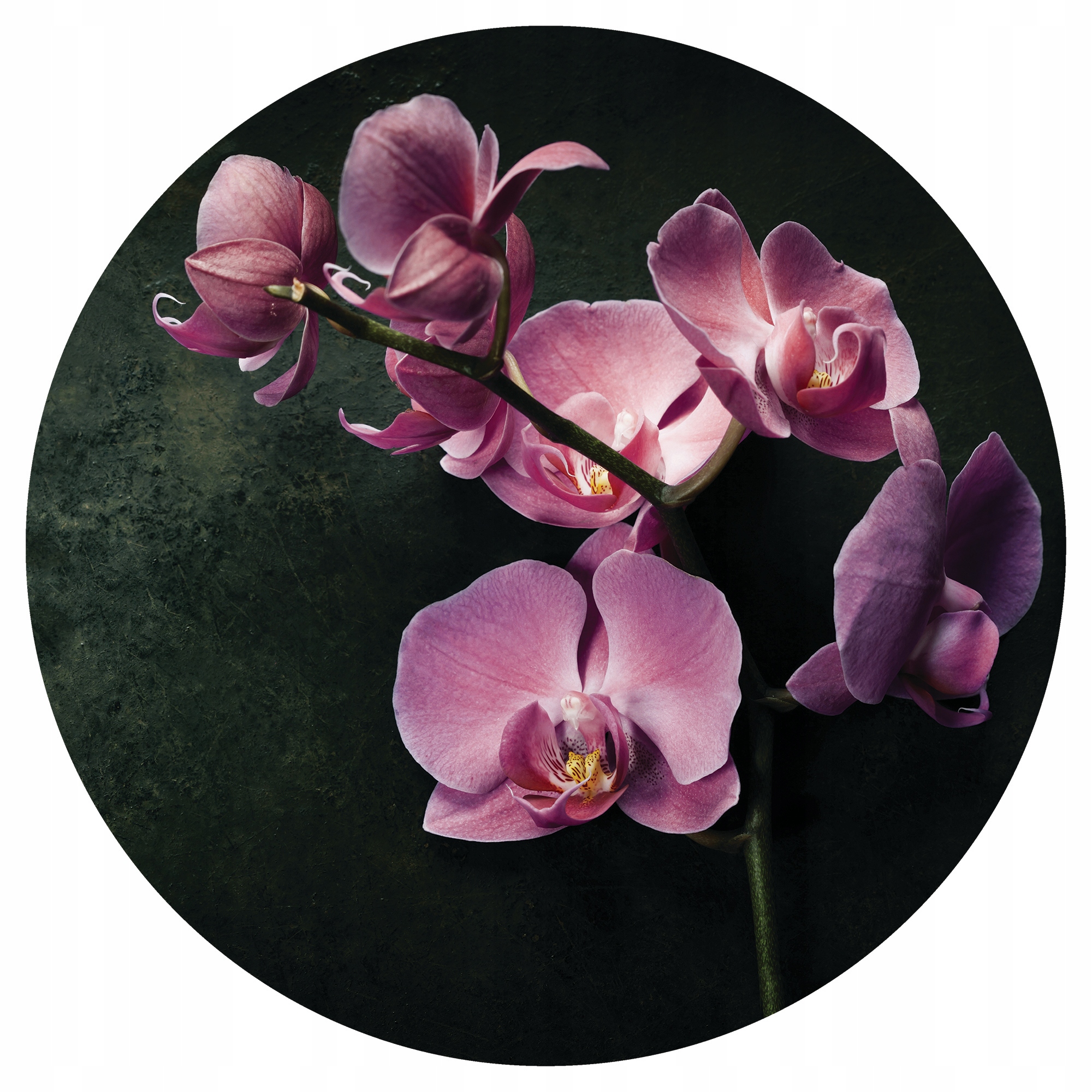 

Obraz na szkle szklany Kwiaty Okrągły Orchidea 3D