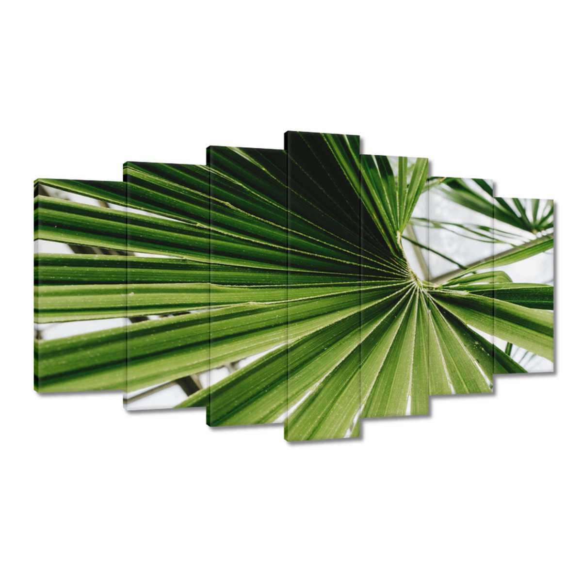 Obrazy 140x80 Palma Listy