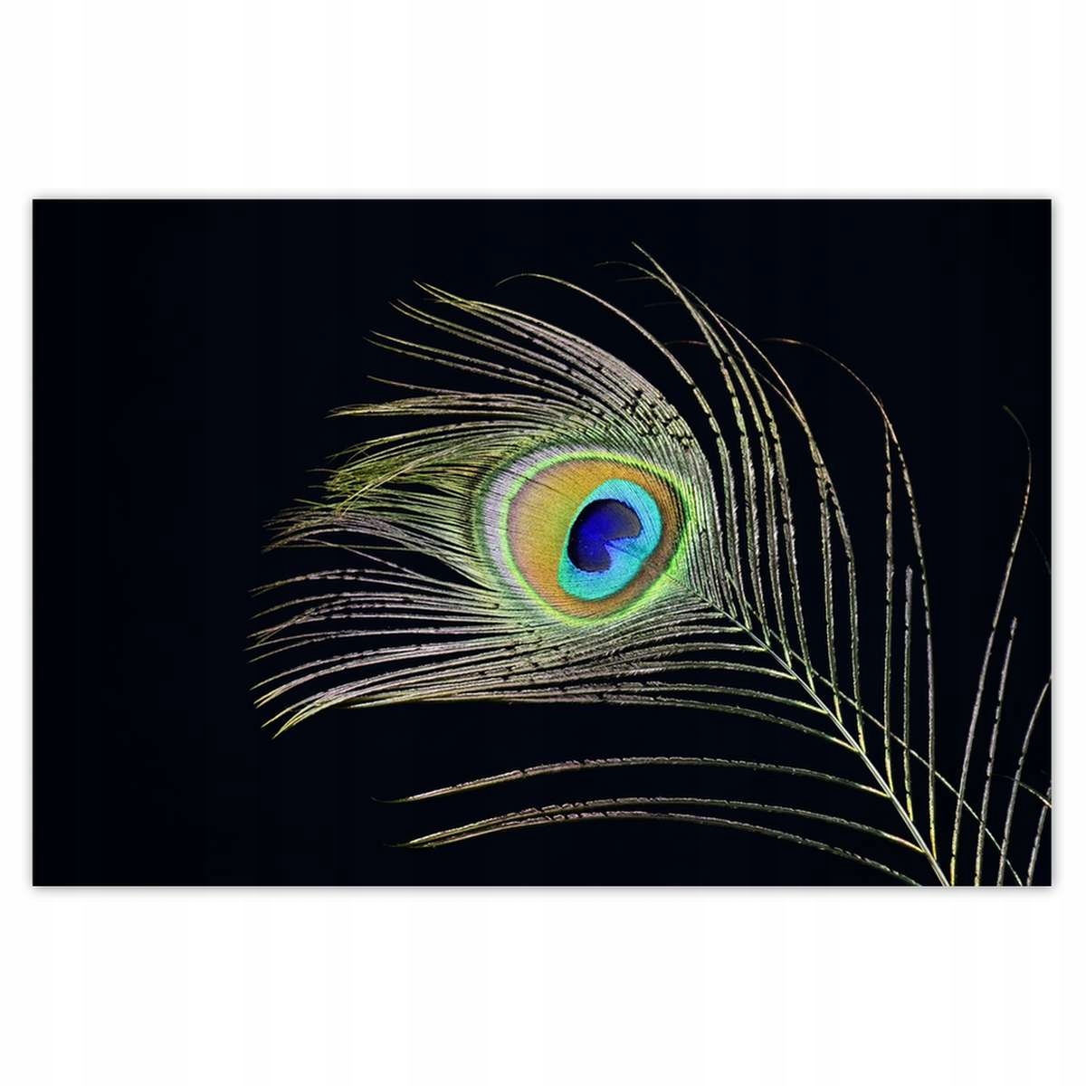 Plakáty 200x135 Barevné pero páva