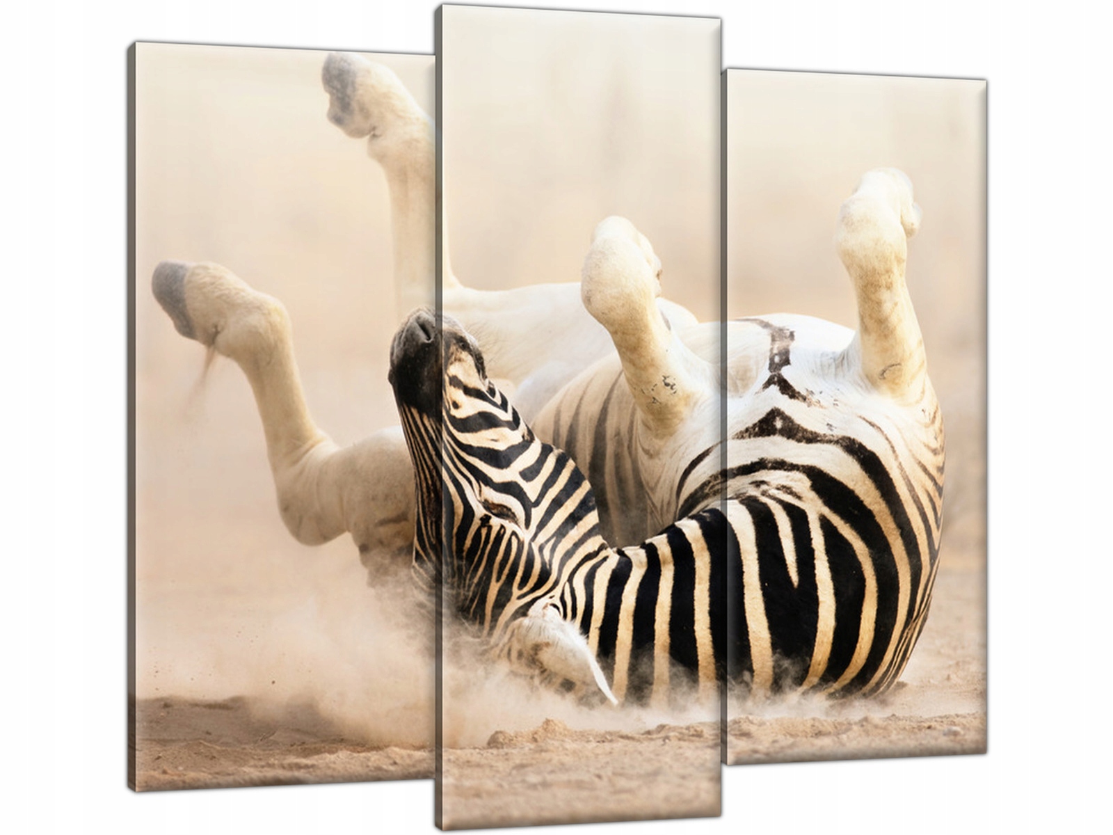 

Zebra Afryka Zwierzęta 90x80 Obraz Tryptyk Sawanna