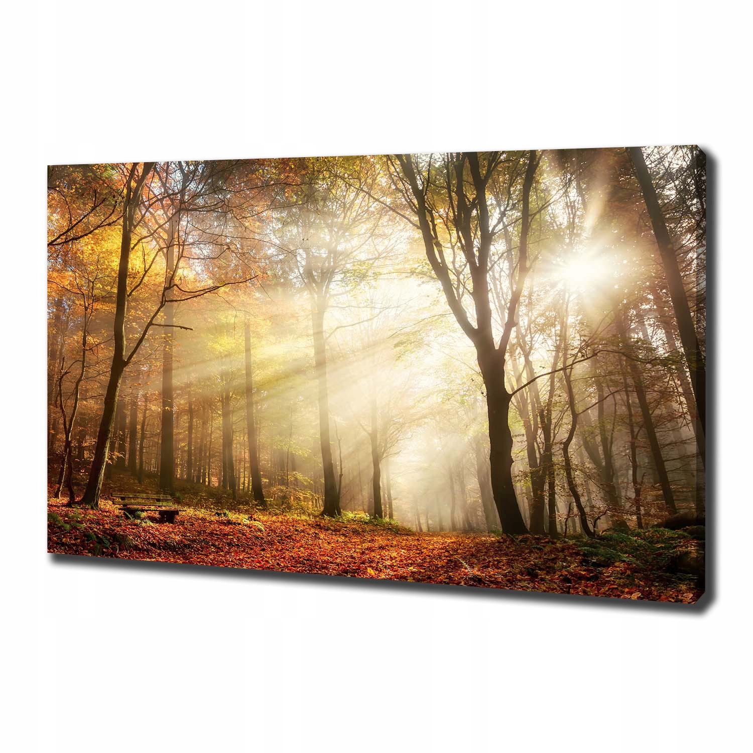 

Duży foto obraz na płótnie Mgła w lesie 100x70 cm