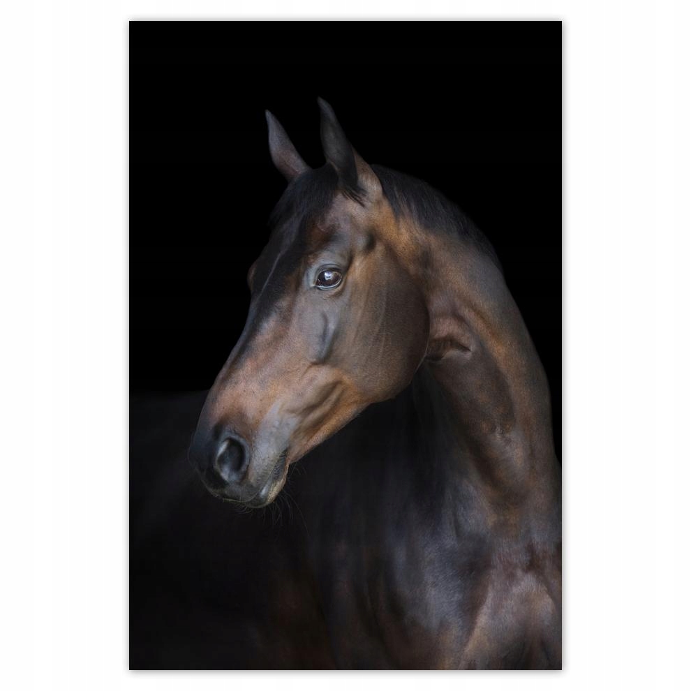 

Plakat 40x60 Koń Koński łeb Głowa