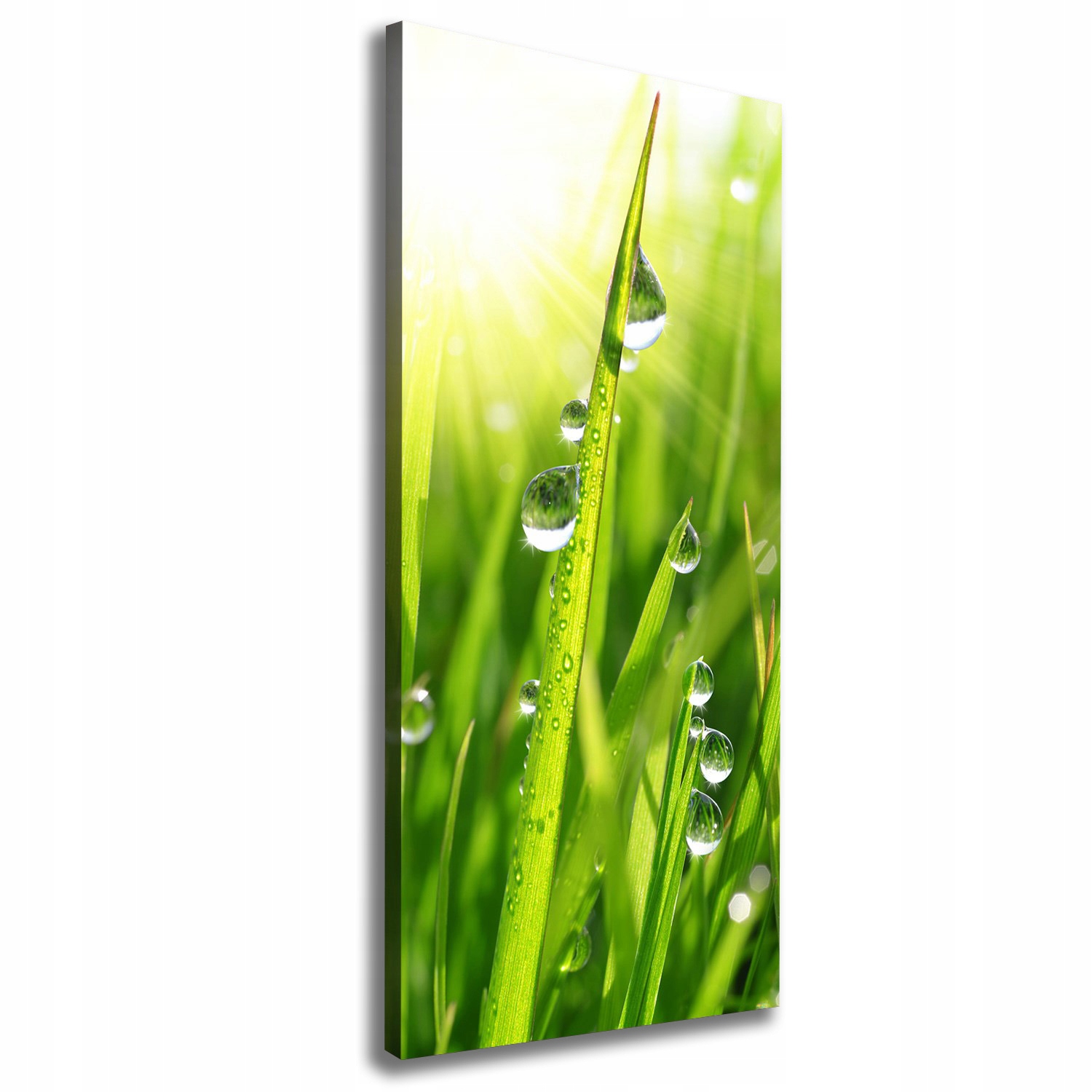 

Foto obraz canvas do salonu Źdźbła trawy 50x125