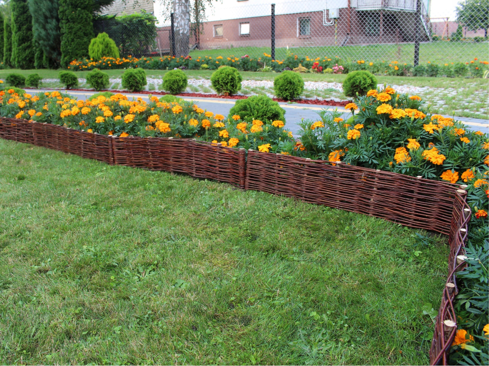 Płotek Wiklinowy - Palisada 60x10/20 Producent Wysokość produktu 10 cm