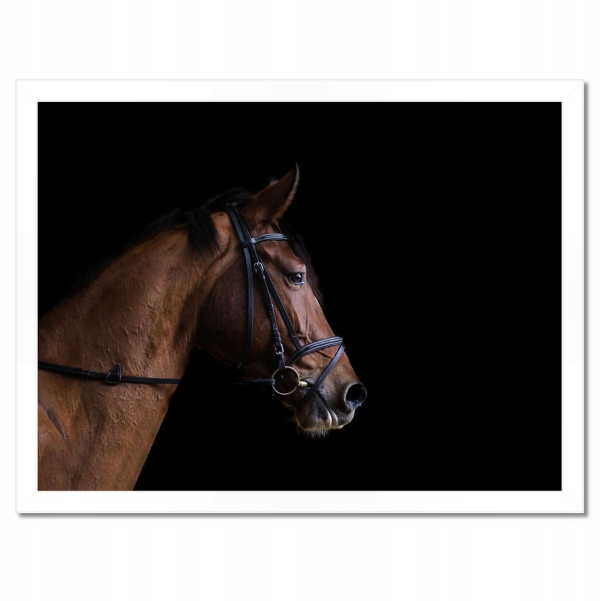 Plakáty v rámu 40x30 Hlava koně Kůň Koně