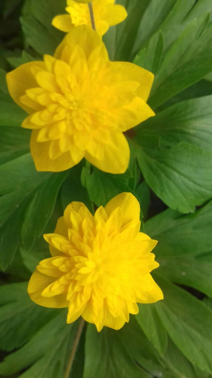 Zawilec 'Avens' 1 kłącze