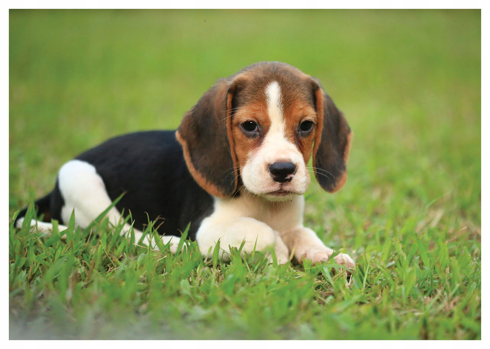 Fototapeta Štěňátko Beagle na trávě vinylová 254x184 pro děti lepidlo