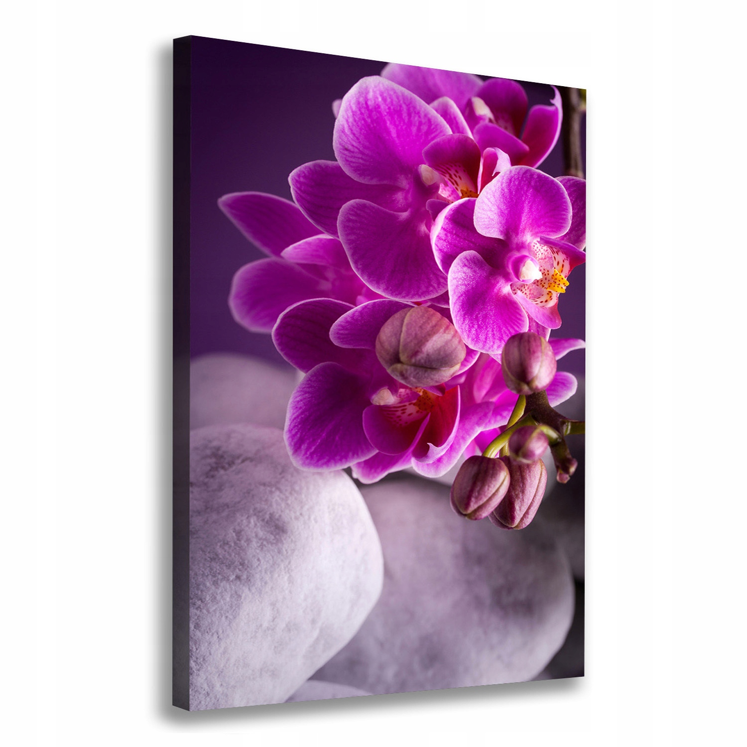 

Foto obraz na płótnie Różowa orchidea 70x100 cm