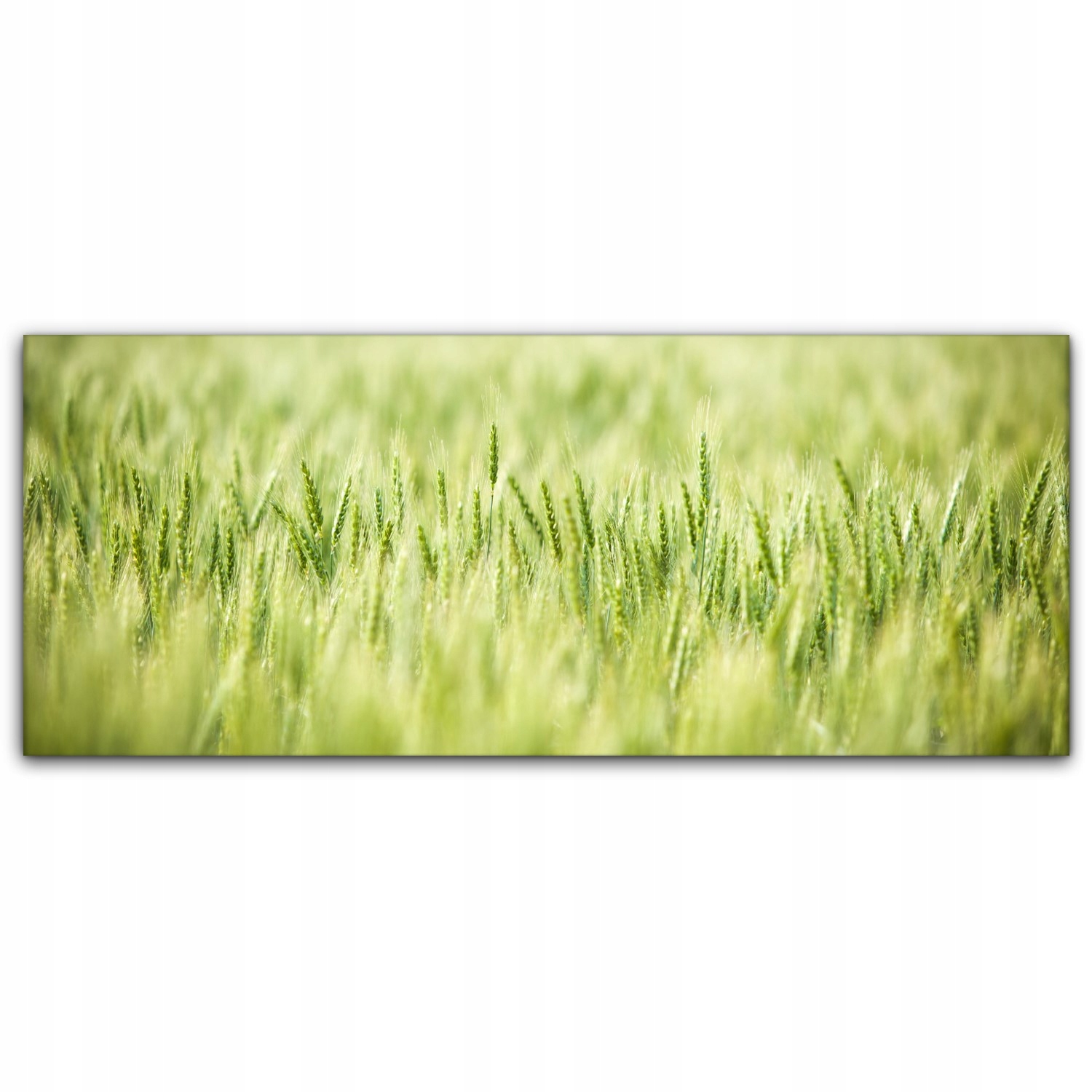 

foto-obraz na płótnie 125x50 Pole Pszenicy Wiosna
