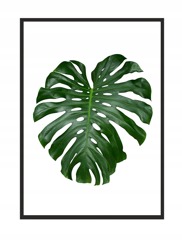 

Obraz, Plakat W Ramie 43x33 cm Liść 1 P569