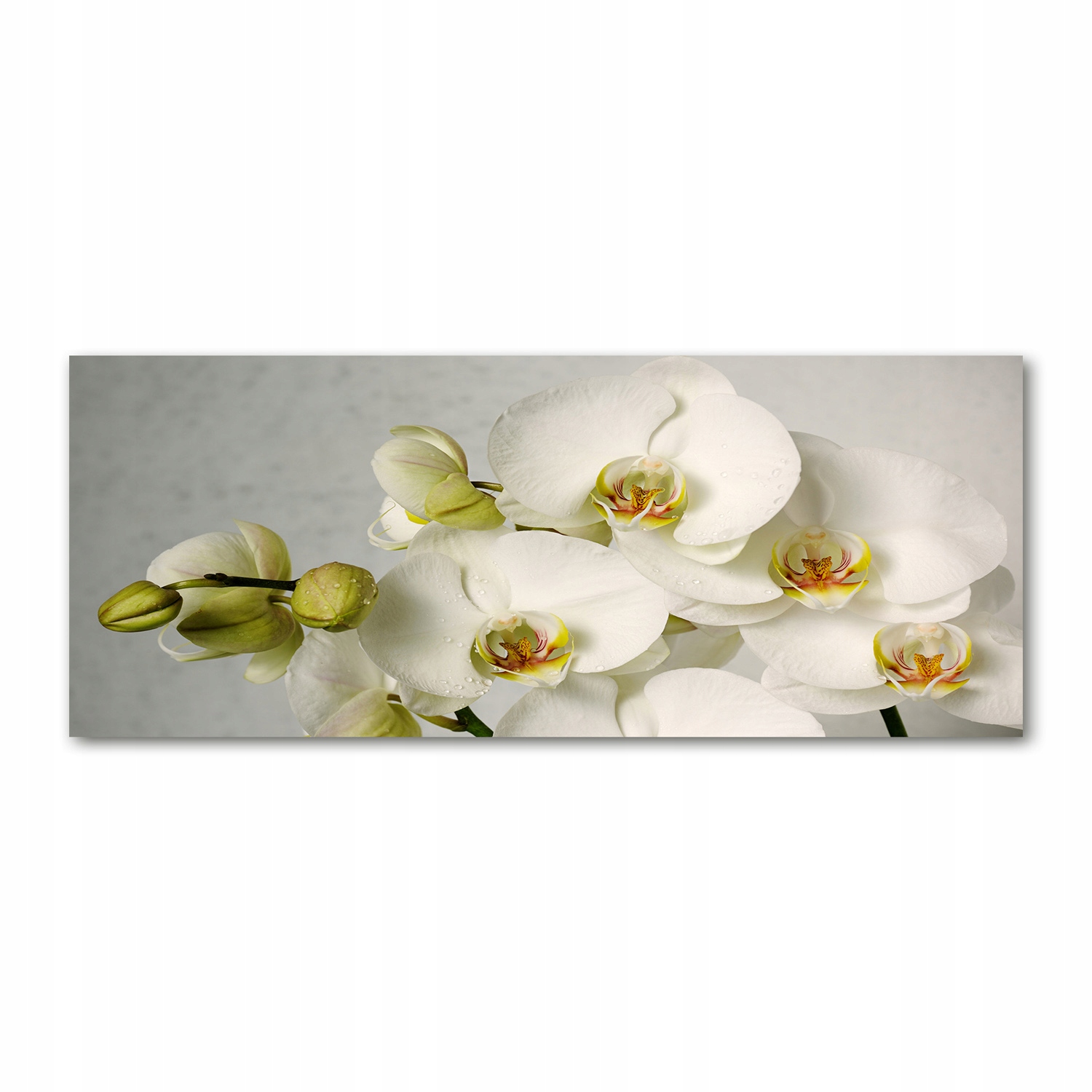 

Foto obraz akryl zdjęcie Biała orchidea 125x50 cm