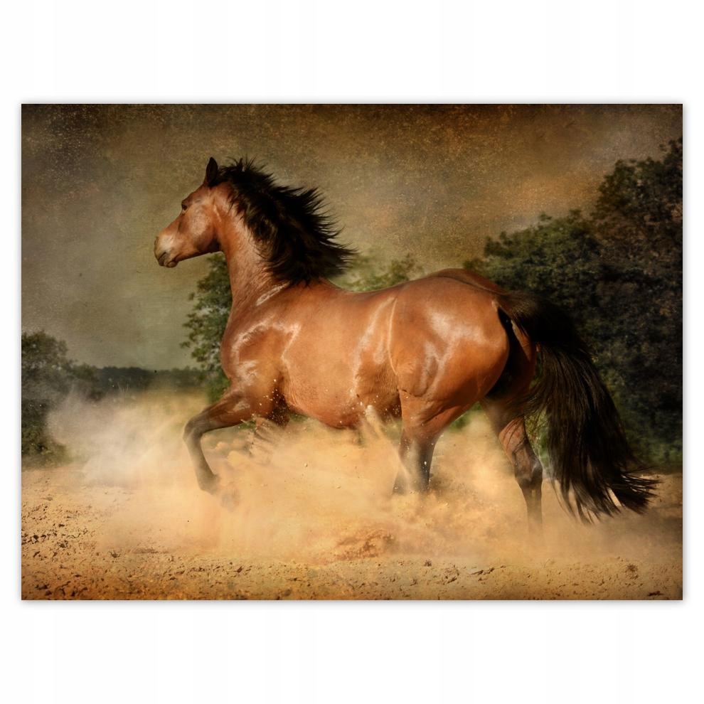

Plakat 40x30 Koń Konie Jeździectwo
