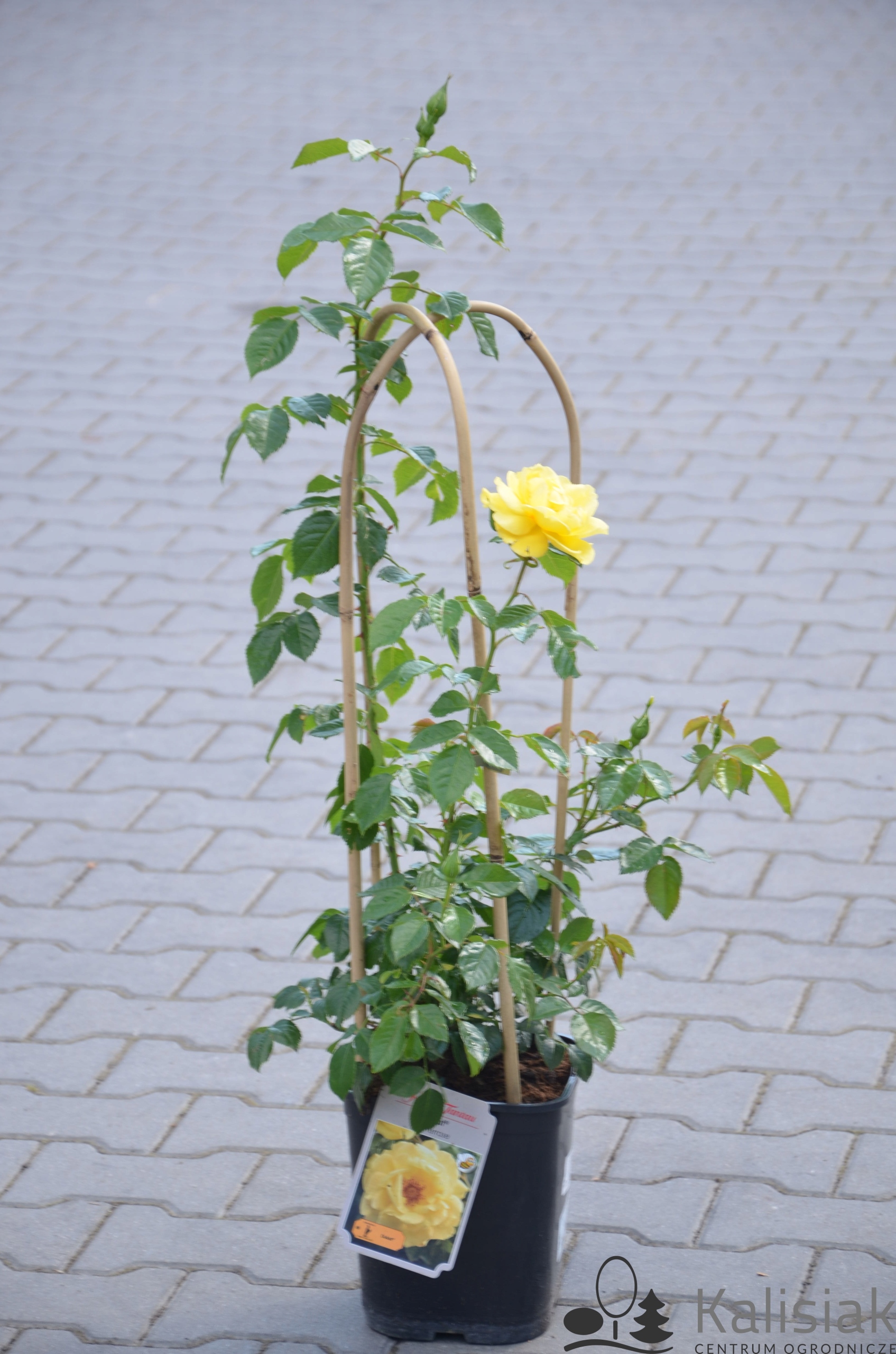 Rosa 'Dukat' Róża pnąca 20-40 cm 5L