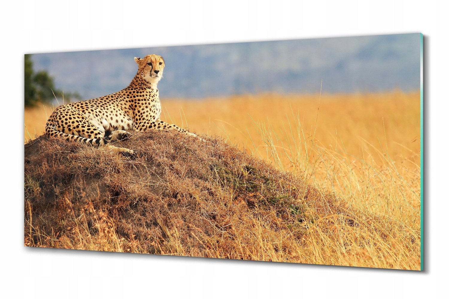 Skleněný obraz na zeď Gepard savana 100x50