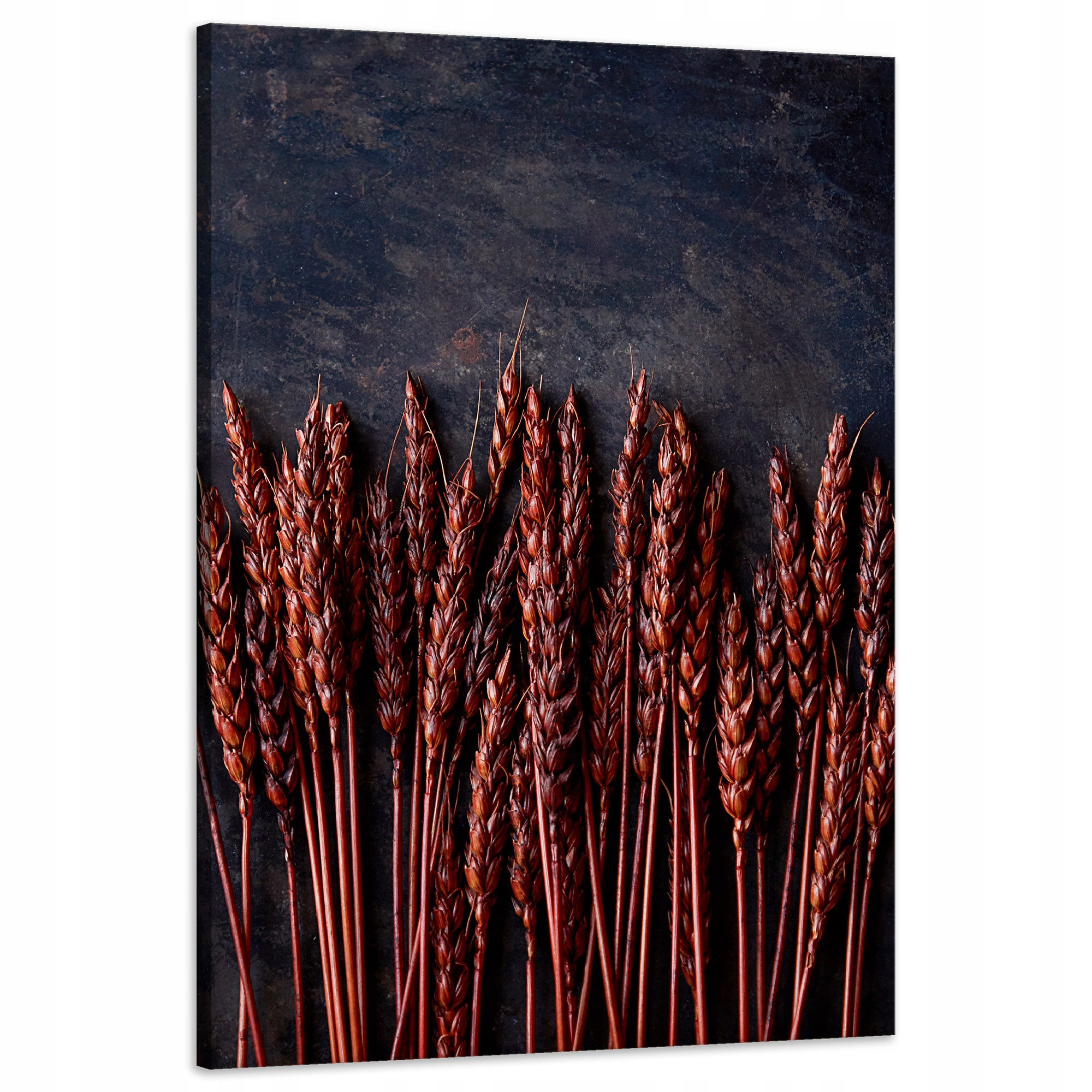 Obraz Canvas Botanika Tmavé klasy pšenice 60x90