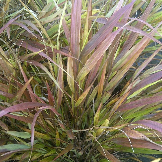 HAKONECHLOA SMUKŁA &quot;BENI KAZE&quot; ,sadzonka 1,5l